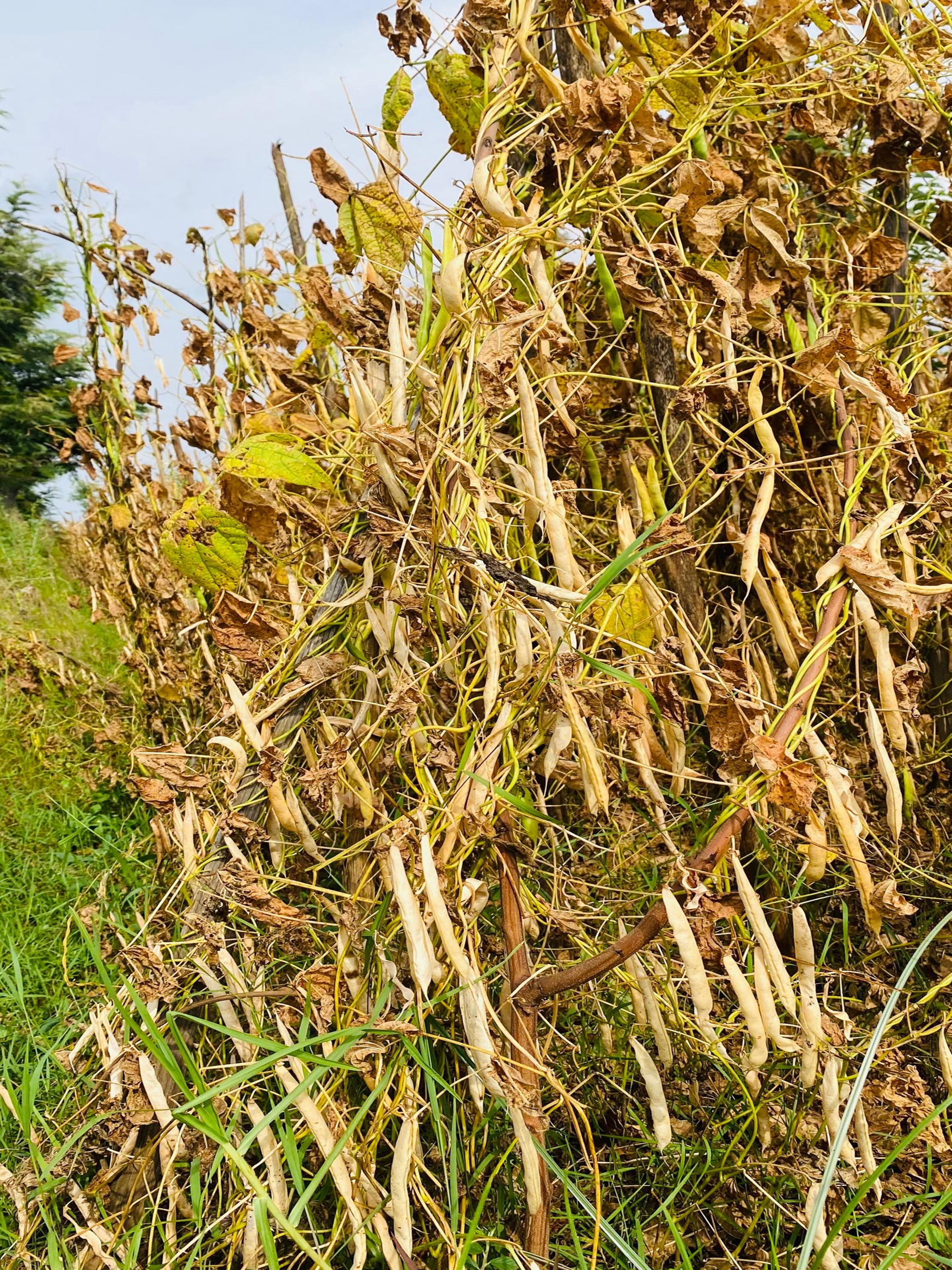 Rumbuka Climbing Beans Harvest